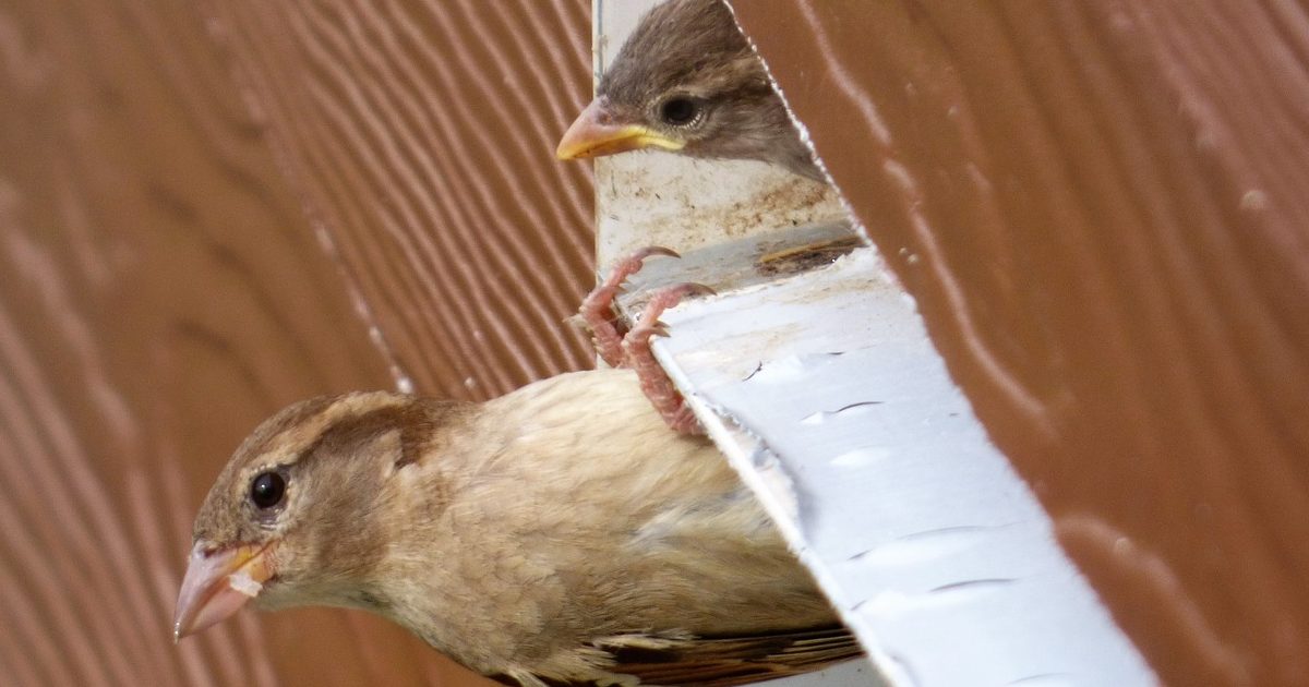Chroń ptaki na placu budowy – unikniesz poważnych kłopotów